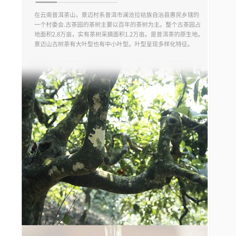 Pu-erh tea,2016,景邁 Jingmai,357g.Raw