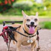 1 Pcs Extra Loud Cat & Dog Bell for Collar,