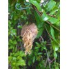 Natures Good Guys Praying Mantis Egg Case With Hatching Habitat
