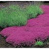 1000 Creeping Thyme Seeds - Thymus Serpyllum- Perennial Ground Cover