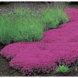 1000 Creeping Thyme Seeds - Thymus Serpyllum- Perennial Ground Cover