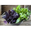 SAFLAX - Organic - Red Basil - 400 Seeds -