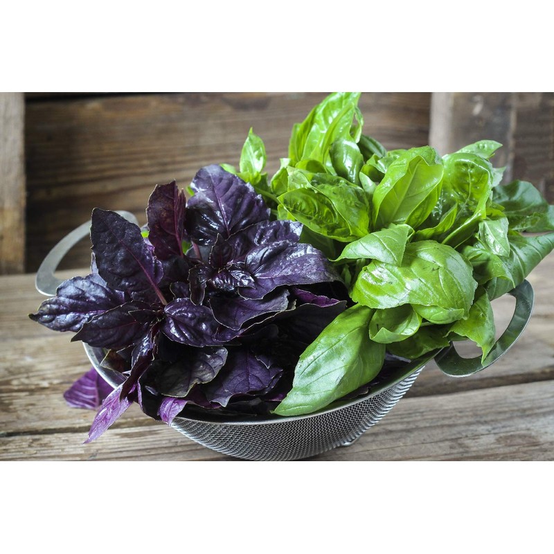 SAFLAX - Organic - Red Basil - 400 Seeds -