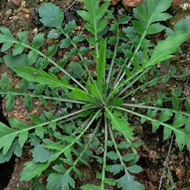 Ji CAI Seeds Celery Cabbage Culinary Uses Low in Calories Good Source of Vitamin C Garden Outdoor 1000Pcs Vegetable Seeds by YEGAOL Garden