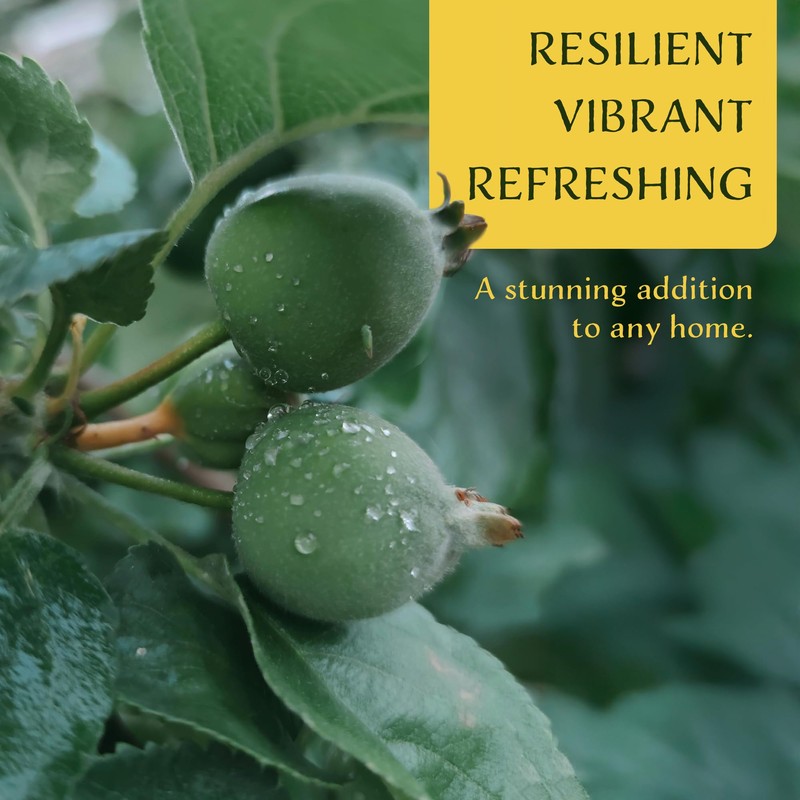 6 Pineapple Guava (Feijoa) Trees | 6 Saplings in 2.5-inch