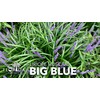 Liriope Big Blue | 20 Live Plants | Liriope muscari