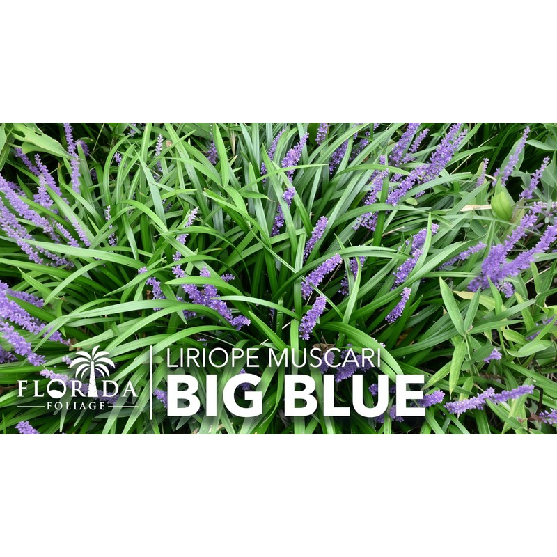 Liriope Big Blue | 20 Live Plants | Liriope muscari