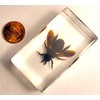 2.3" Real Carpenter Bamboo Bee in Crystal Clear Lucite Resin