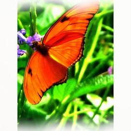 CafePress Orange Butterfly Standard Size Playing Cards