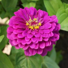Southeast Seeds Purple Prince Zinnia Seeds, NON-GMO, Variety Packet Sizes, FREE SHIPPING - 100 Seeds