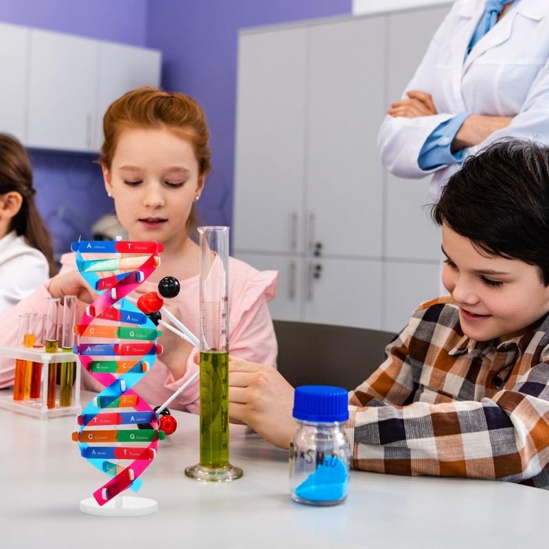 NUOBESTY 1 Set DNA Model, Double Helix Human DNA Model