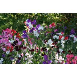 Sweet Pea Multicolor Mix Lathyrus 10 Seeds for Planting Non-GMO; 0.035 oz