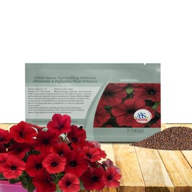Outsidepride Red Velour Tidal Wave Petunia Seeds - 15 Pcs Annual, Vibrant Blooms, Spreading Petunia Seeds for Planting Outdoors, Ideal for Pollinator-Friendly Garden Beds & Containers (AAS Winner)