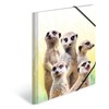 HERMA Collector's Folders A4 Meerkat Set, 3 Pieces, Children's Plastic