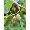 Seedeo® White Mulberry Tree (Morus Alba) Approx. 50 cm -