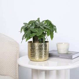 MyGift 6-Inch Shiny Brass Tone Metal Plant Pot with Hammered Texture, Cylindrical Indoor Succulent Planter - Handcrafted in India