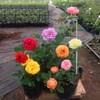 30 Inch Or 16 InchPlant Stakes for Flowers - 5
