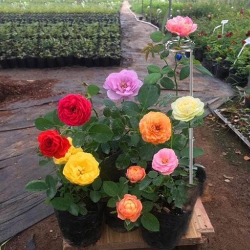 30 Inch Or 16 InchPlant Stakes for Flowers - 5