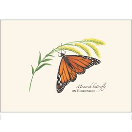 Earth Sky + Water - Monarch Butterfly on Goldenrod - 8 Blank Cards with Envelopes