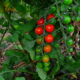 Southeast Seeds Sweetie Cherry Tomato Seeds, Super Sweet Cherry Tomato, NON-GMO, FREE SHIPPING - 250 Seeds