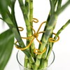 Monstera Plant Support, Set of 6 Iron Plant Stem Supports