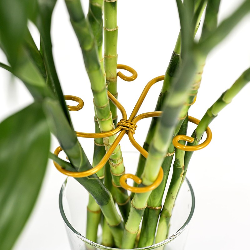 Monstera Plant Support, Set of 6 Iron Plant Stem Supports