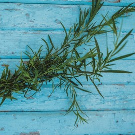 Russian Tarragon - 250 Seeds - Easy Grow Herb, Non-GMO Heirloom Tarragon Seeds for Planting in The Home Garden, Thresh Seed Company