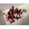 Pom Pom Red Gracilaria Macro Algae Saltwater Marine Refugium Reef