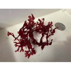 Pom Pom Red Gracilaria Macro Algae Saltwater Marine Refugium Reef Tank Plant
