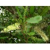 O'Neill Seeds 5 Macadamia Nut Seeds - Macadamia integrifolia -