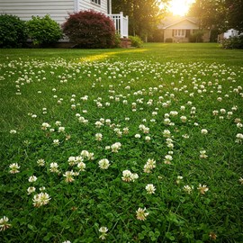 Premium Coated White Dutch Clover Seed – Versatile Lawn Alternative, Ground Cover, & Pollinator-Friendly – Nitrogen-Fixing & Drought-Resistant – Great for Lawns, Pastures, and Food Plots (5LB)
