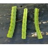 Cactus Night Blooming Cereus Cactus 5 ROOTED Cacti Easy to