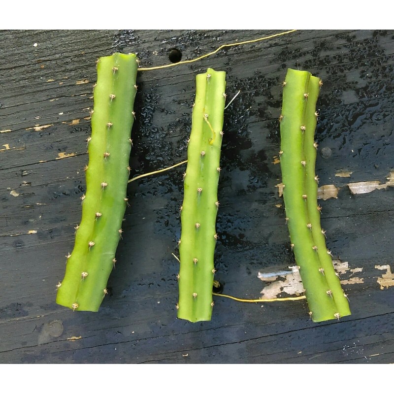Cactus Night Blooming Cereus Cactus 5 ROOTED Cacti Easy to