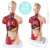 Merinden Medical Anatomy Model Set, Human Torso Heart and Skeleton