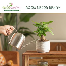 Pixies Gardens (Liner) ‘Hakuro-Nishiki' Willow Shrub - Gorgeous Variegated & Blend of Leaf Colors.Good for Wet Areas