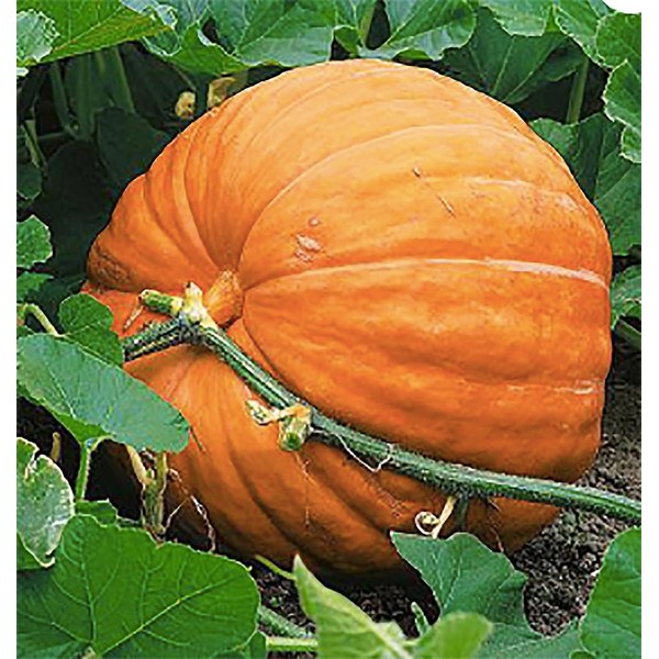 Dill's Atlantic Giant Pumpkin Seeds - These are The Record