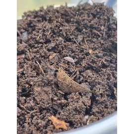 Unbranded Dwarf Purple Isopods (Trichoniscidae sp.) 1000 Ct