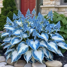 200+ Hosta Seeds Perennial Hosta Seeds for Planting Outdoor Garden Attract Pollinators Perennial Bonsai Decoration