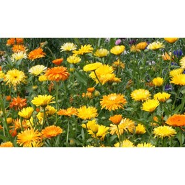 100 Calendula Marigold Flower Seeds "Pacific Beauty Mix" officinalis (Pot Marigold) - Premium Non-GMO, US Grown Seed, Always Fresh!