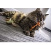 SmartyKat (3 Count) Fish Friends Crinkle Catnip Cat Toys -