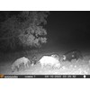 LILBEES Solar Powered Hog Feeder Light-Motion Activated for Hogs,Deer Feeder