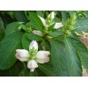Fresh CHELONE GLABRA WHITE TURTLEHEAD FLOWER 100 SEEDS NATIVE Perennial