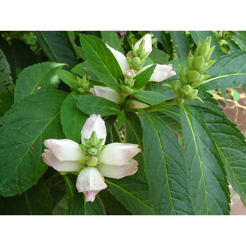 Fresh CHELONE GLABRA WHITE TURTLEHEAD FLOWER 100 SEEDS NATIVE Perennial