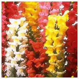 Everwilde Farms - 1 Oz Tetra Mix Snapdragon Wildflower Seeds - Gold Vault