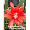 Cactus Rooted Epiphyllum Orchid Cactus “Flaming Passion” Growing In 4”