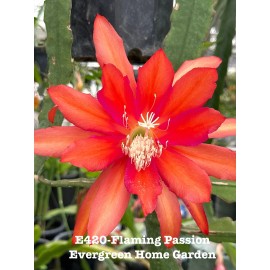 Cactus Rooted Epiphyllum Orchid Cactus “Flaming Passion” Growing In 4” Starter Pot.