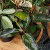Live Philodendron 'Congo Red', Real Plant for Indoors, 8 in.