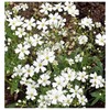 Texas & Oklahoma Wildflower Seeds Mix - Native Annuals, Perennials