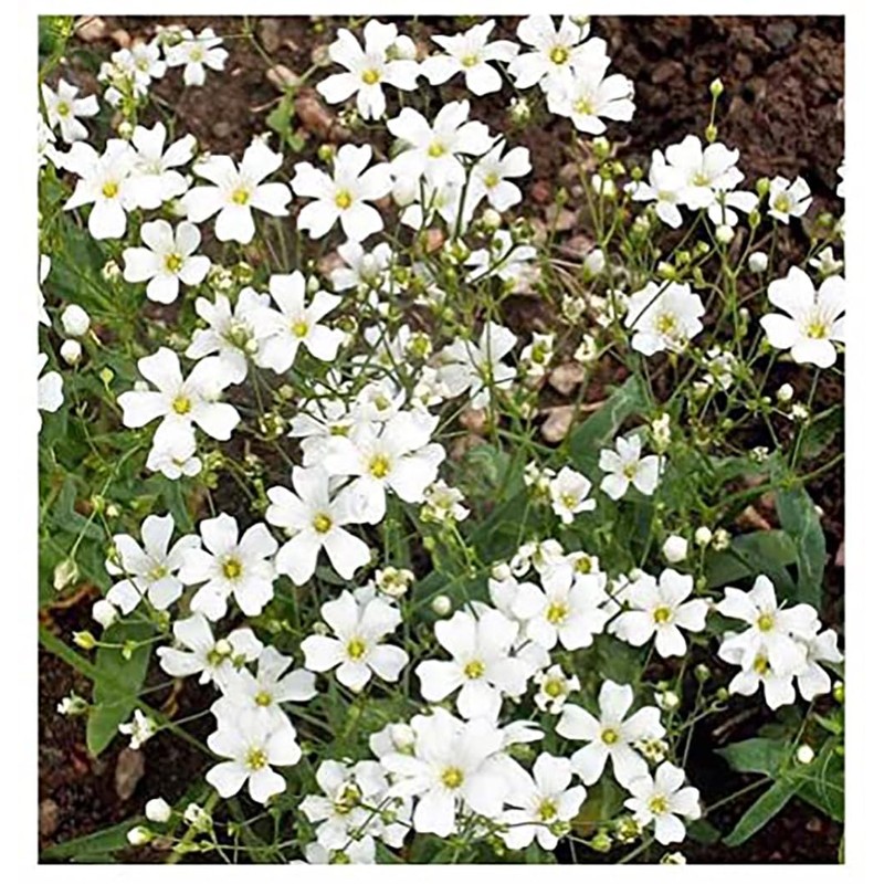 Texas & Oklahoma Wildflower Seeds Mix - Native Annuals, Perennials