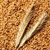 Bewell Faro Enzyme Faro Emmer Mill Grain Fermentation Digestive Enzyme